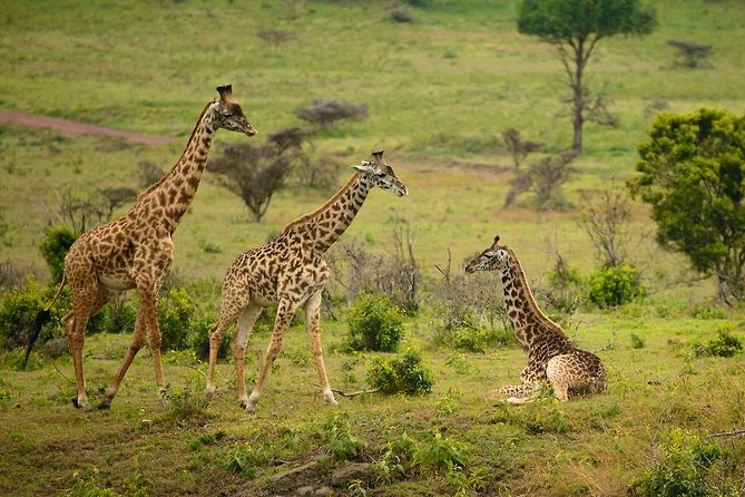 Ruaha National Park