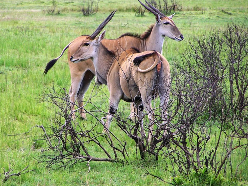 7 Days | Safaris: Mikumi, Nyerere National Park and Maasai Village