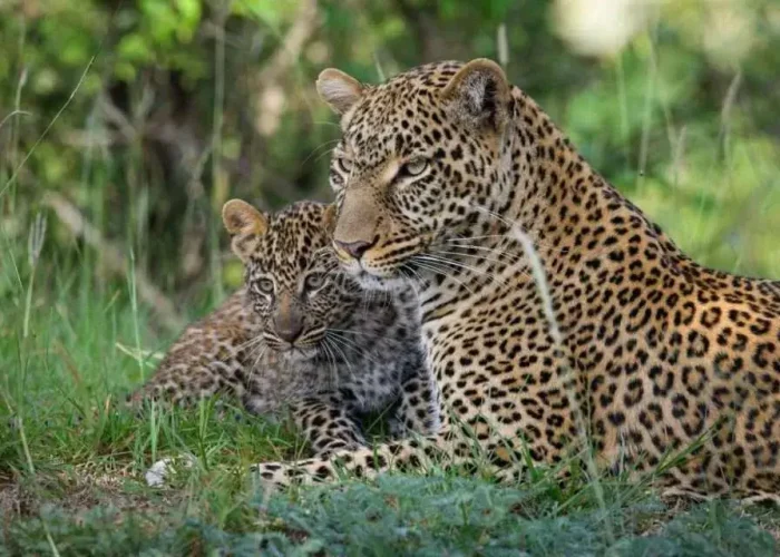 Budget Tanzania Safari1 Budget Tanzania Safari1