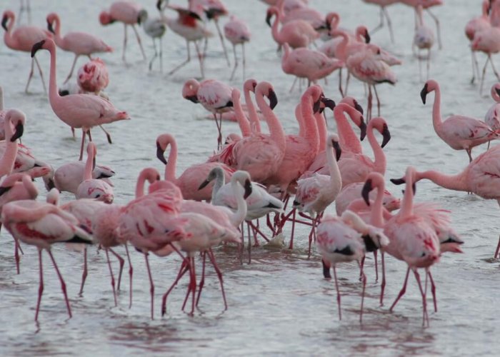 lake manyara master3 lake manyara master3
