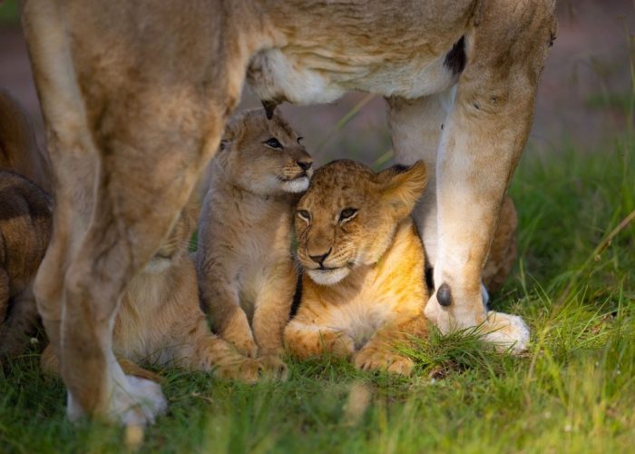 lion lion