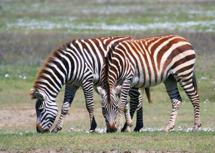 master Northern Tanzania Safari3 master Northern Tanzania Safari3