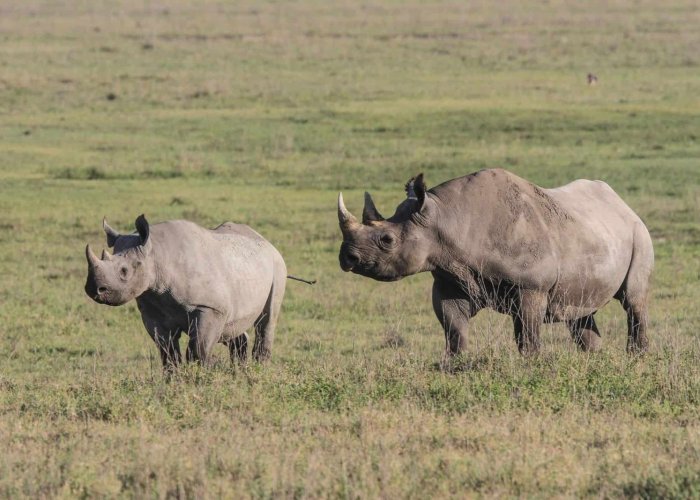 ngorongoro conservation master1 ngorongoro conservation master1